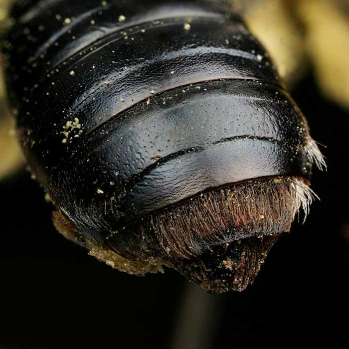 Andrena agilissima